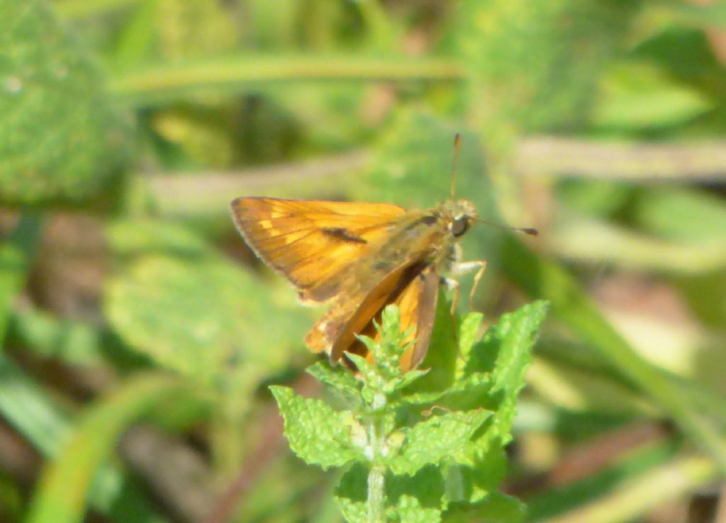 Ochlodes sylvana, Hesperiidae